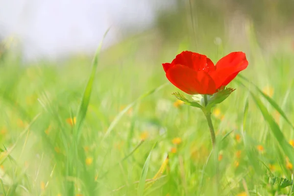 Låg vinkel foto av röd vallmo i det gröna fältet — Stockfoto