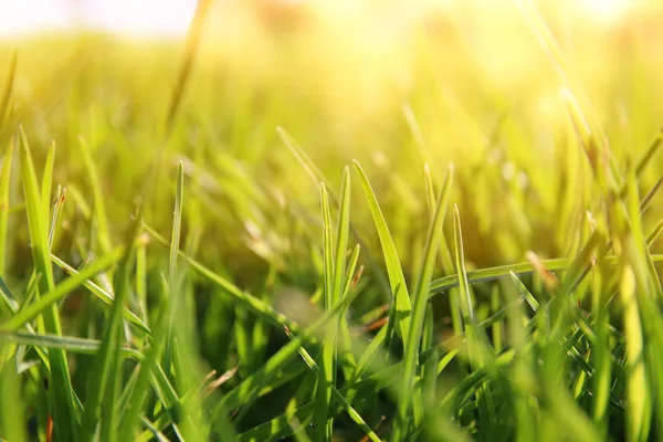 Low angle view of fresh grass against sunlight — Stock Photo, Image