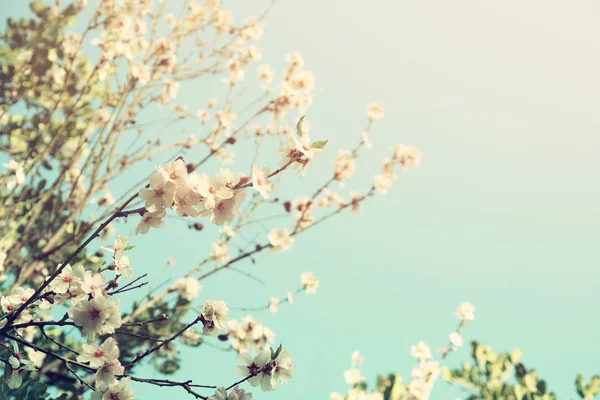 Tavaszi fehér cseresznye virágok fa háttér — Stock Fotó