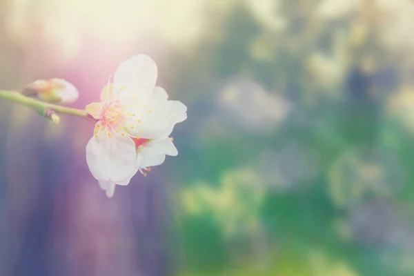 Arka plan bahar beyaz kiraz çiçekleri ağacının — Stok fotoğraf