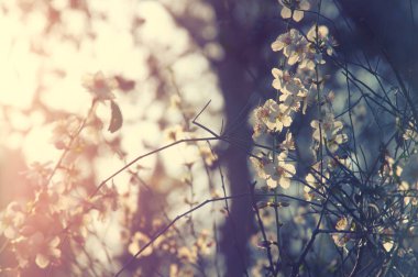 arka plan bahar beyaz kiraz çiçekleri ağacının