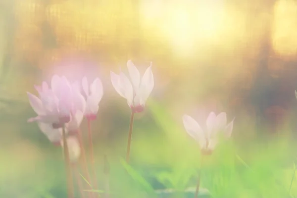 Marzycielski obraz cyklamen kwiaty kwitnące w lesie. — Zdjęcie stockowe