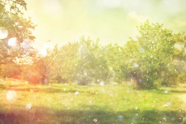 Dreamy and abstract image of the old trees — Stock Photo, Image