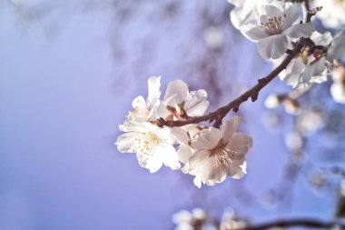 arka plan bahar beyaz kiraz çiçekleri ağacının