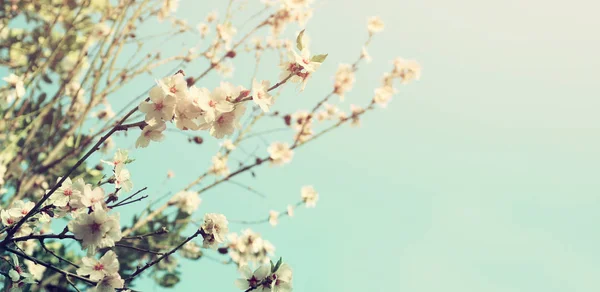 Tavaszi fehér cseresznye virágok fa. — Stock Fotó