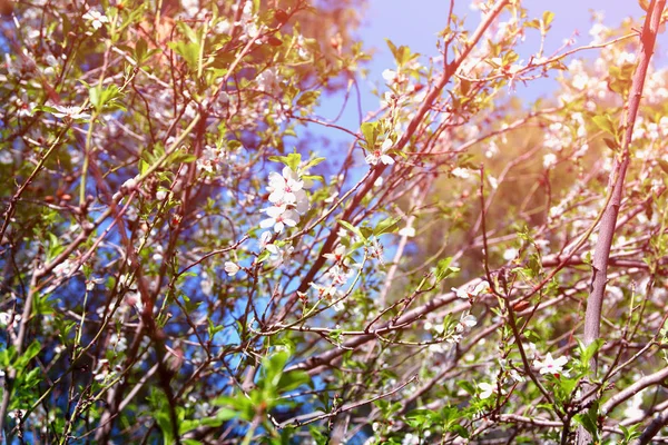 春の白い桜の木の背景 — ストック写真