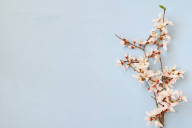 Beyaz kiraz çiçekleri ağaç bahar görüntüsünü