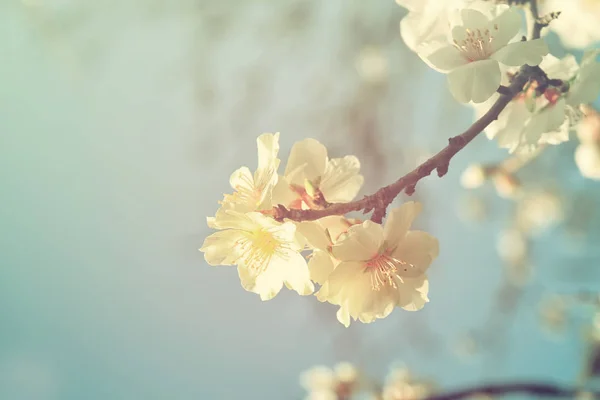 Background of spring white cherry blossoms tree — Stock Photo, Image