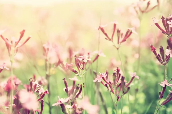 Abstrakta drömmande bild av våren blommor — Stockfoto