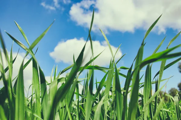 Low angle view of fresh grass against blue sky — Stock Photo, Image