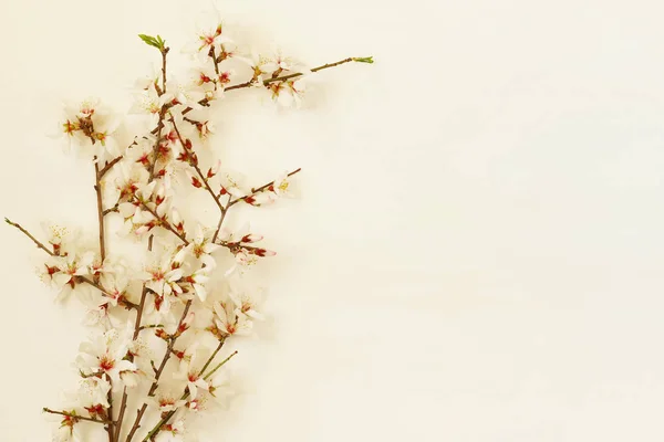 Bild des Frühlings weiße Kirsche blüht Baum — Stockfoto