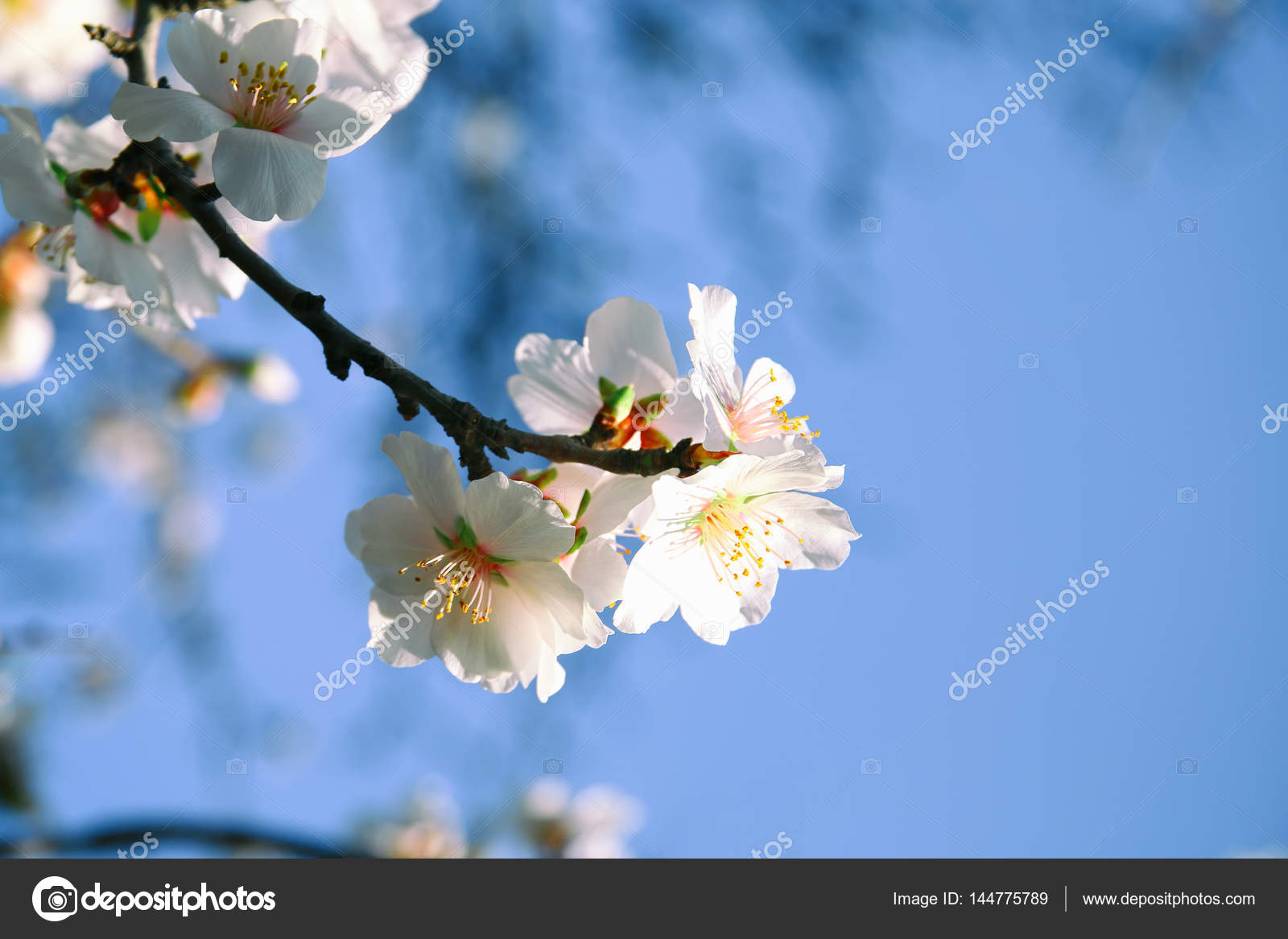 Fondo del árbol de flores de cerezo blanco de primavera: fotografía de  stock © tomert #144775789 | Depositphotos