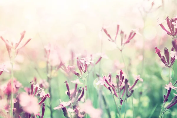 Abstrakta drömmande bild av våren blommor — Stockfoto