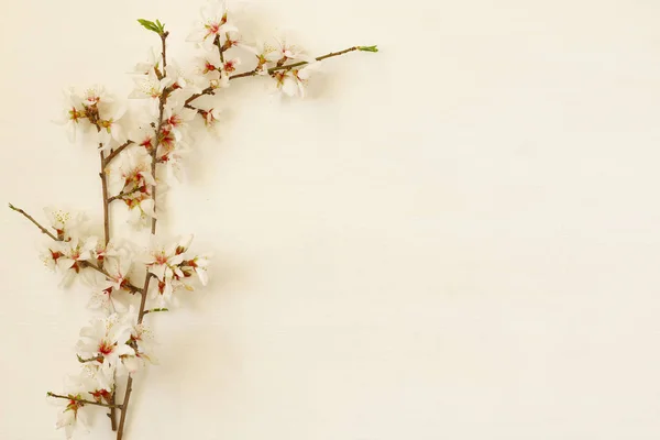 Εικόνα δέντρο λευκό κεράσι άνθη την άνοιξη — Φωτογραφία Αρχείου