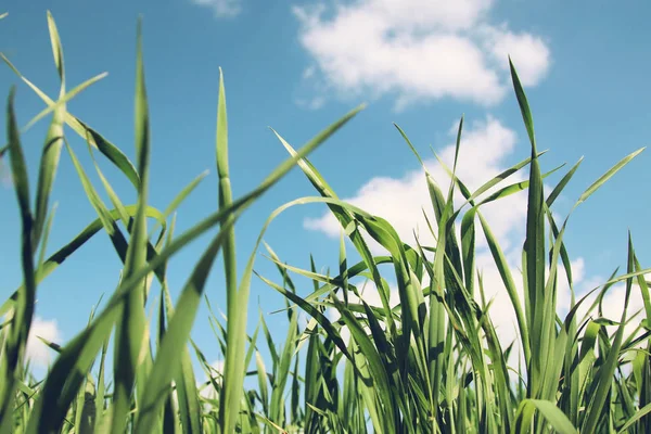 Alacsony, szög, kilátás a friss fű ellen, blue sky — Stock Fotó