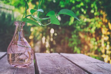 ahşap masa üzerinde yeşil bitki 