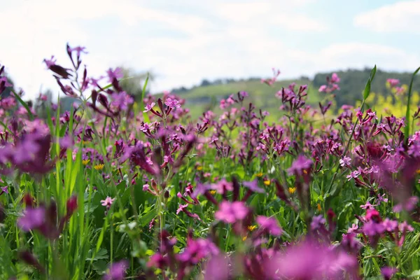 Spring meadow with wildflowers — Stock Photo, Image