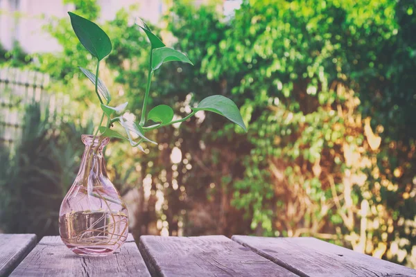 Planta verde na mesa de madeira — Fotografia de Stock