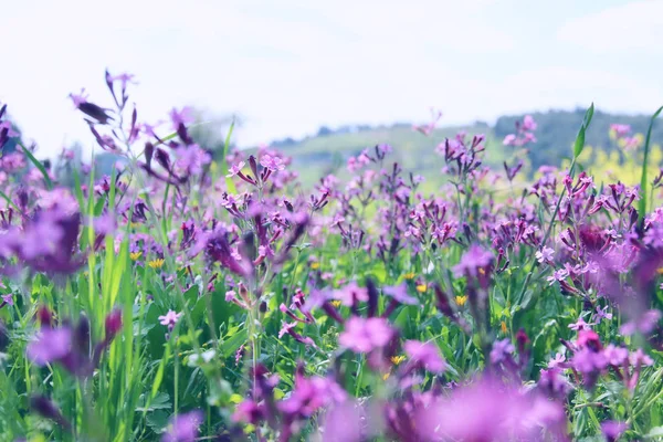 Prado de primavera con flores silvestres — Foto de Stock