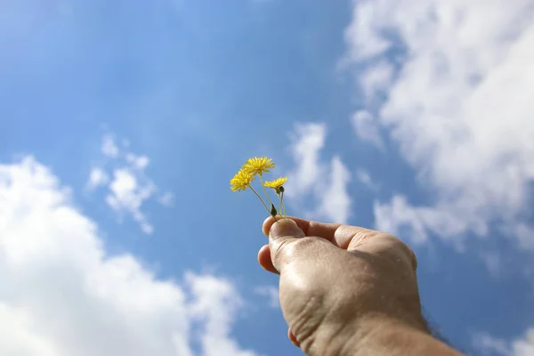 春の花を持っている人間の手. — ストック写真