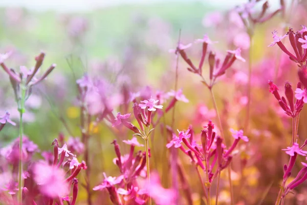 Abstracta foto de ensueño de flores silvestres de primavera — Foto de Stock