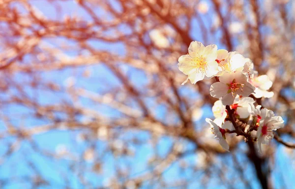 Fondo del árbol de flores de cerezo blanco de primavera — Foto de Stock