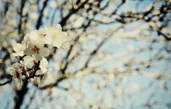 Achtergrond van lente wit kersenbloesem boom — Stockfoto