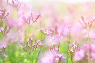 Bahar kır çiçekleri soyut dreamy fotoğraf