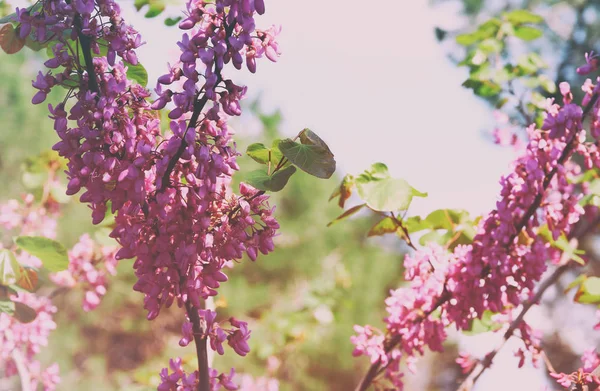 Arka plan ağaç bahar pembe kiraz çiçekleri — Stok fotoğraf