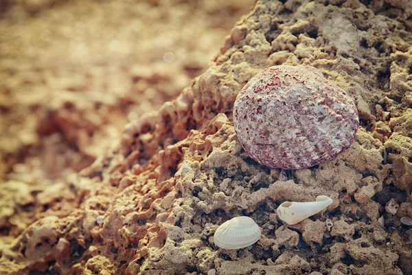 Single sea shell on rock at the beach — Stock Photo, Image