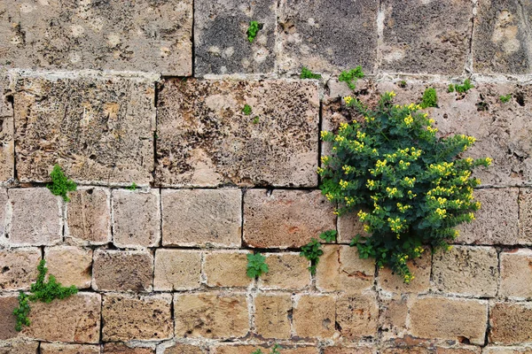 Régi tégla, kő-fal és a növekvő növény a repedt pont — Stock Fotó