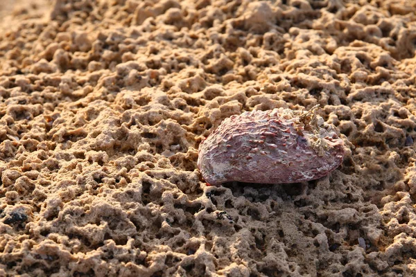 Één zee schelp op rock op het strand. — Stockfoto