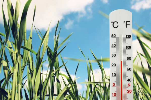 Termometro a campo di erba giovane verde che indica il cambiamento climatico — Foto Stock