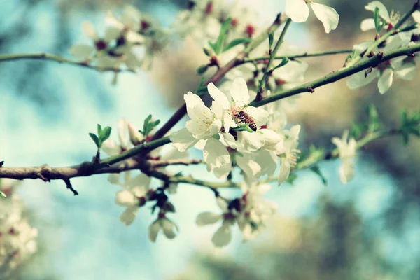 Background of spring white cherry blossoms tree — Stock Photo, Image