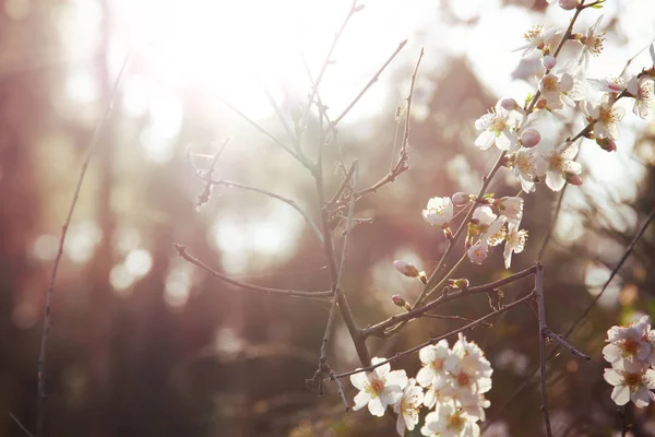Bakgrund av våren vit körsbär blommar trädet — Stockfoto