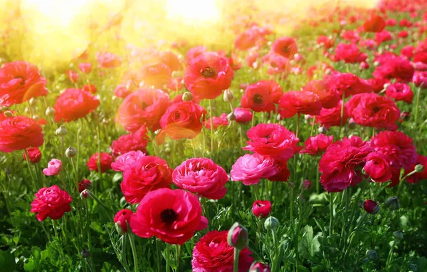 Imagen de hermosas flores rosadas de primavera — Foto de Stock