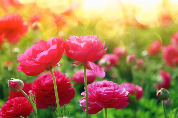 Obraz piękny różowy wiosna kwiatów — Zdjęcie stockowe
