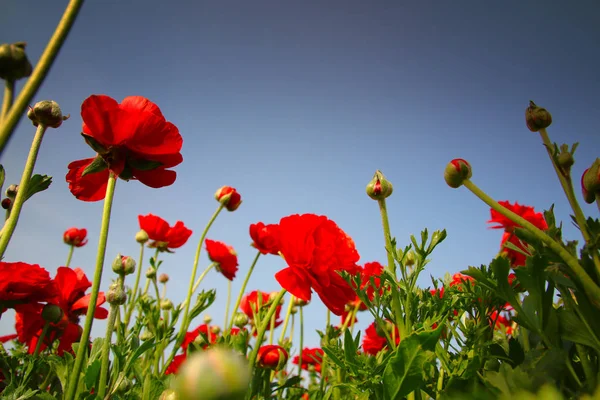 Baixo ângulo Imagem de belas flores vermelhas da primavera . — Fotografia de Stock