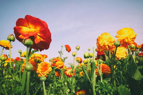 Låg vinkel bild av vackra röda och gula vårblommor. — Stockfoto