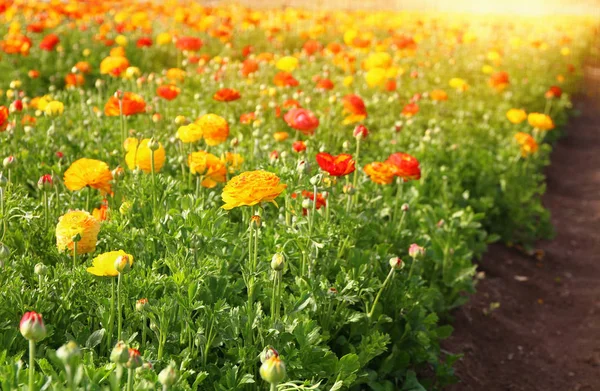 Ángulo bajo Imagen de hermosas flores de primavera rojas y amarillas . —  Fotos de Stock