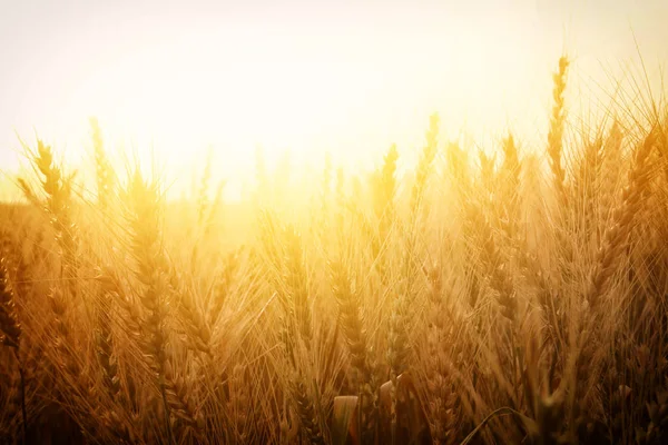 Foto del campo di grano al tramonto — Foto Stock