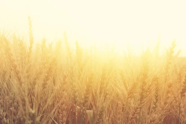 夕暮れ時の麦畑の写真 — ストック写真