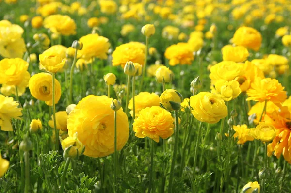 Image of beautiful yellow spring flowers Royalty Free Stock Photos