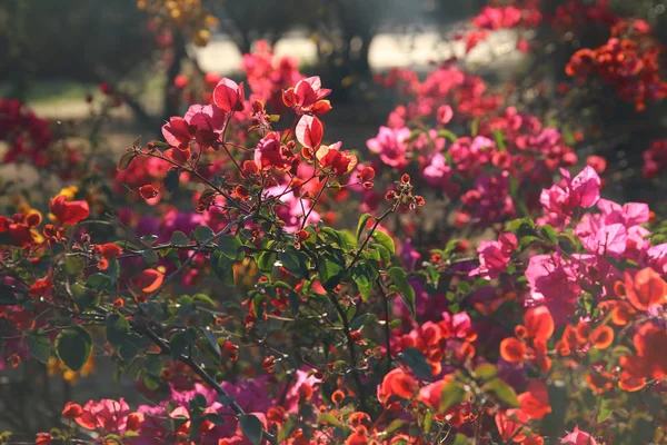 Фотография весеннего луга с полевыми цветами — стоковое фото