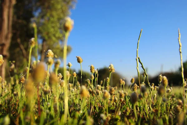 Hierba recién nacida creciendo en el paisaje forestal — Foto de Stock