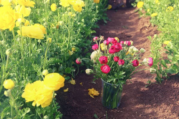 Imagen de hermosas flores de primavera coloridas . —  Fotos de Stock