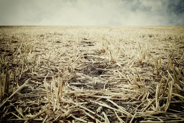 Niedriger Winkel von trockenem Gras. Konzept der globalen Erwärmung — Stockfoto