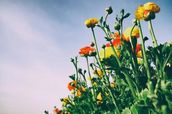 Låg vinkel bild av vackra röda och gula vårblommor. — Stockfoto