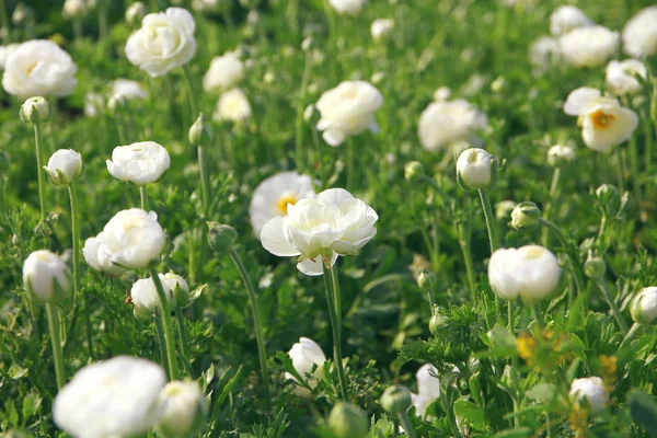 Absztrakt képet a szép fehér tavaszi virágok — Stock Fotó