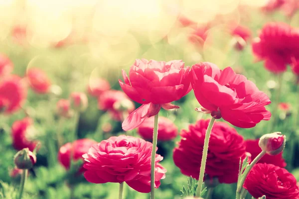 Kép a gyönyörű rózsaszín tavaszi virágok — Stock Fotó